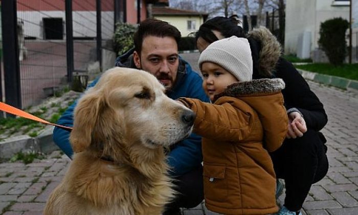 78 can dost sıcak yuvaya kavuşturuldu
