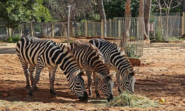 Antalya Hayvanat Bahçesi kapılarını ziyarete açıyor