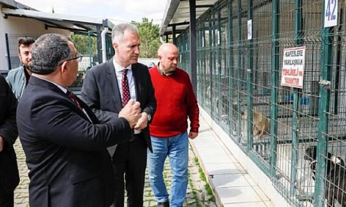 “Hayvanları Sokağa Terketmeyin, Barınağımıza Getirin”