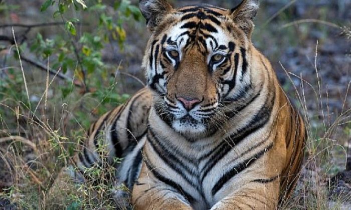 Taru’nun Kaplan Kraliçesi National Geographic WILD Ekranlarında
