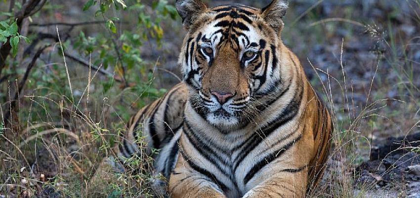 Taru’nun Kaplan Kraliçesi National Geographic WILD Ekranlarında