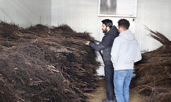 Van Büyükşehir Belediyesi, Çiftçilere Yüzde 50 Hibe İle Ceviz Fidanı Dağıtılıyor