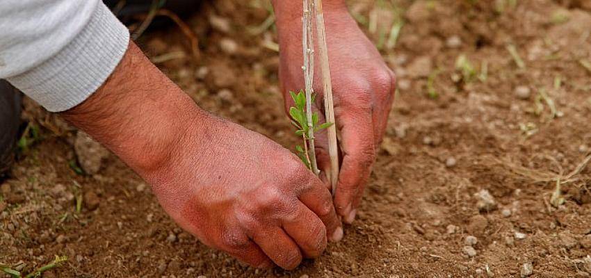 Yaban Mersini, Goji Berry ve Aronya Dikimi Yapıldı