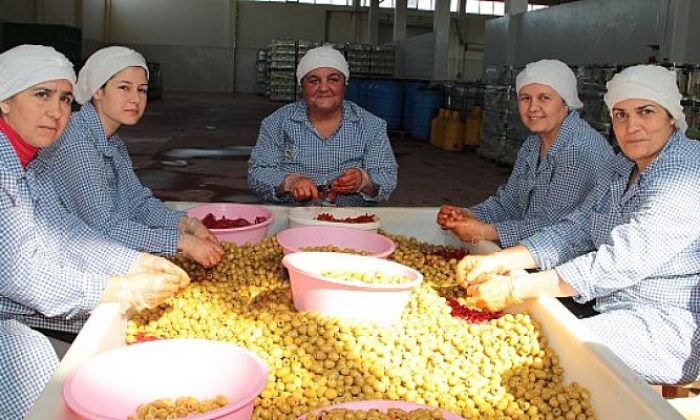 Sofralık zeytin ihracatı 100 bin tona koşuyor