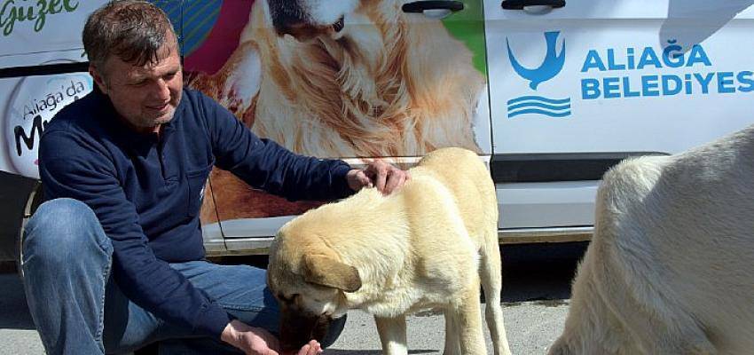 Aliağa Belediyesi Sevimli Dostlar İçin Görev Başında