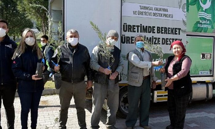 İzmir Aliağa’da Zeytin Şöleni Sürüyor
