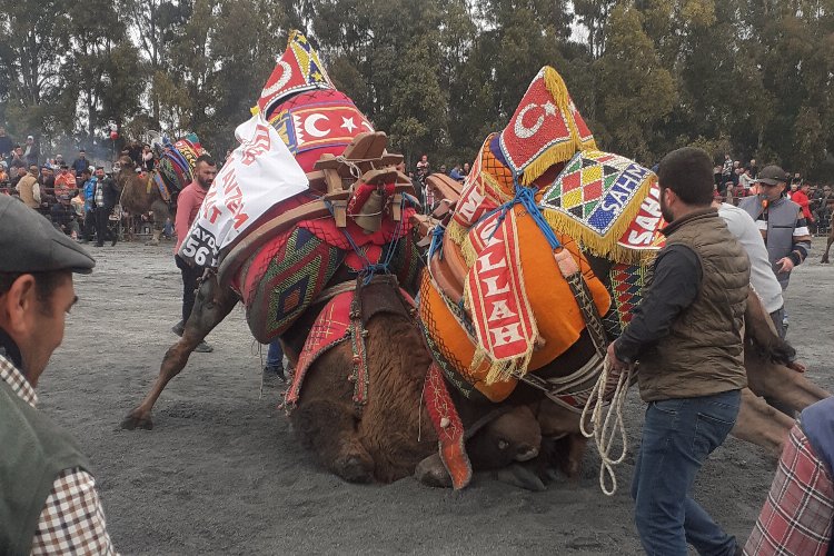 Aydın Didim’de deve güreşlerine ağır ilgi