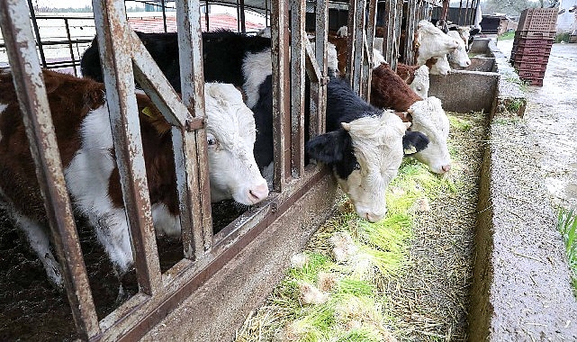 Buca Belediyesi hayvancılığın yazgısını değiştiriyor