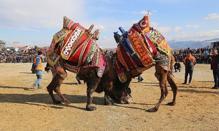 Burhaniye’de Zeytin Hasat Şenliği ve Deve Güreşleri Başlıyor
