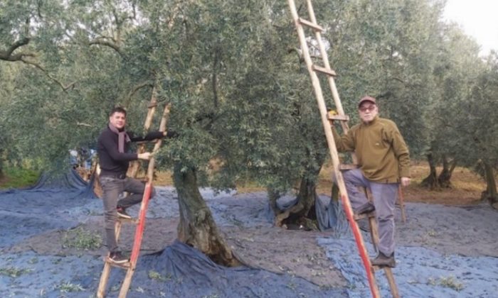 Bursa’da zeytin hasadında son günler
