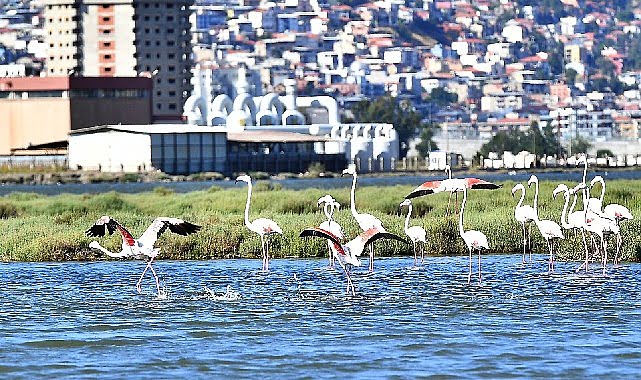 Flamingo Yolu çeşidi 4 binin üzerinde ziyaretçi ağırladı