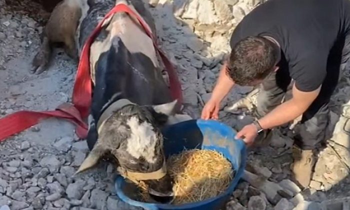 17 Gündür Enkaz Altında Kalan İneği Gölcük Belediyesi Grupları Kurtardı