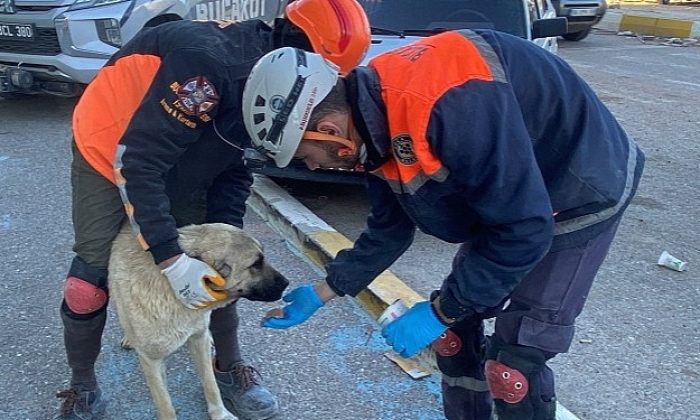 Buca Belediyesi veterinerleri sarsıntı bölgesinde
