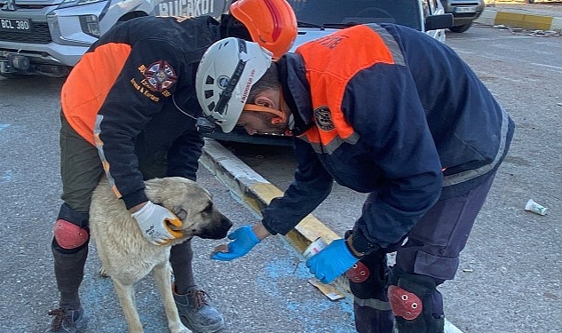 Buca Belediyesi veterinerleri sarsıntı bölgesinde