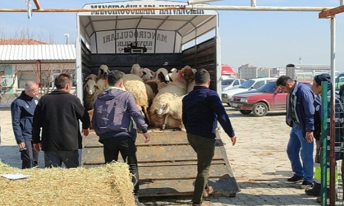 Çumra’dan Sarsıntı Bölgesine Küçükbaş Hayvan Dayanağı