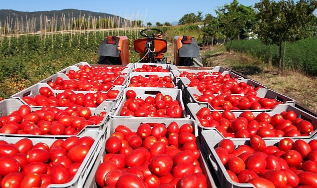 Domates ihracat yasağı kararı Türkiye’yi domates ithalatçısı yapar
