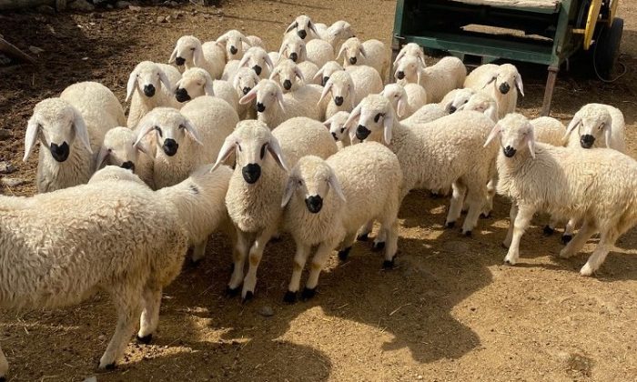 Kayseri’de meralar şenlendi