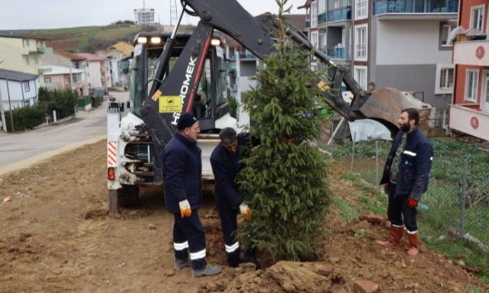 Kocaeli İzmit’te ağaçlandırma çalışması